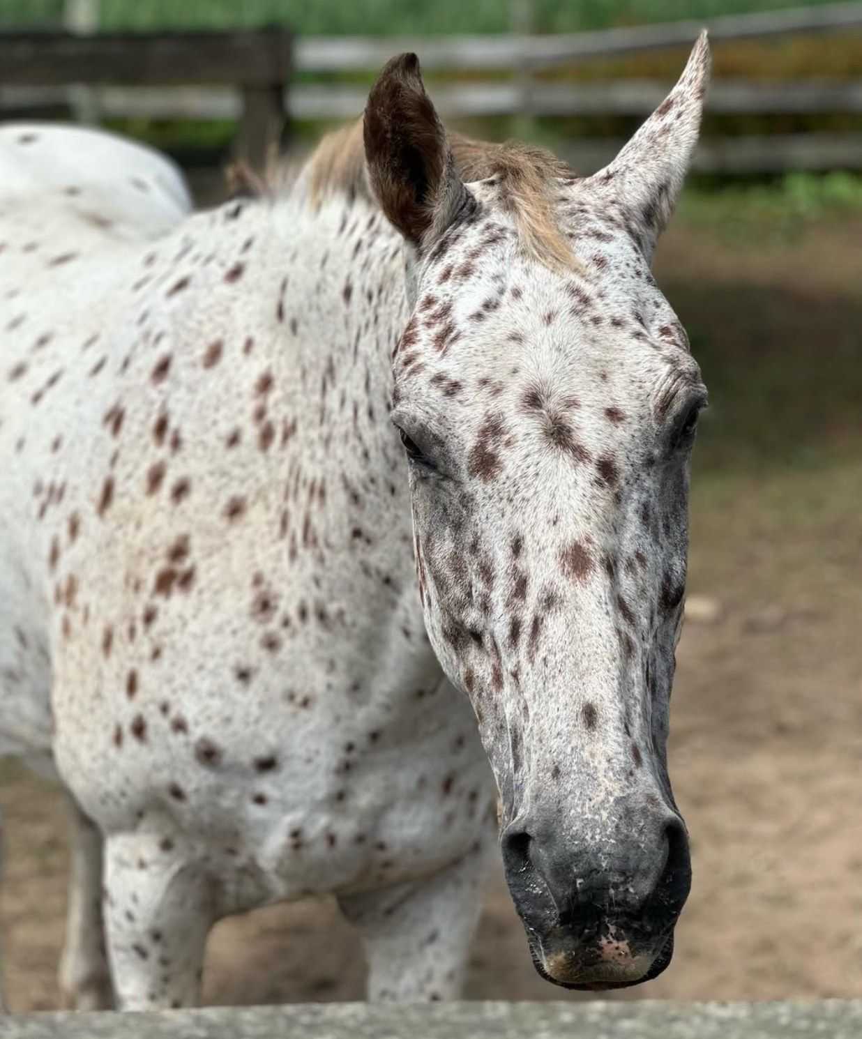 An Appaloosa portrait