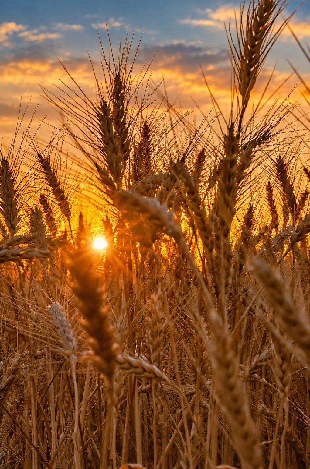 Grain heads backlit by the setting sun