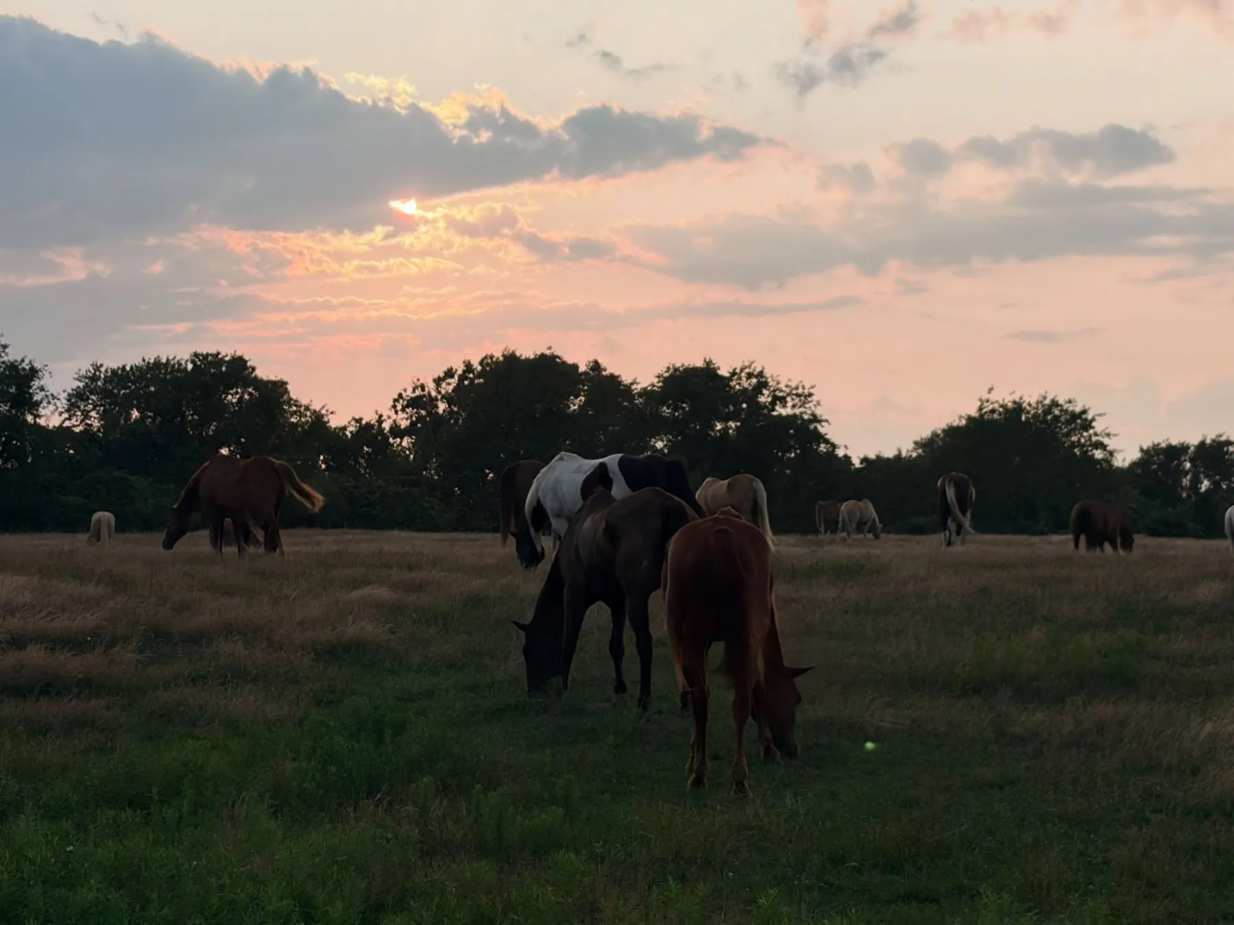 The herd under a pink evening sky