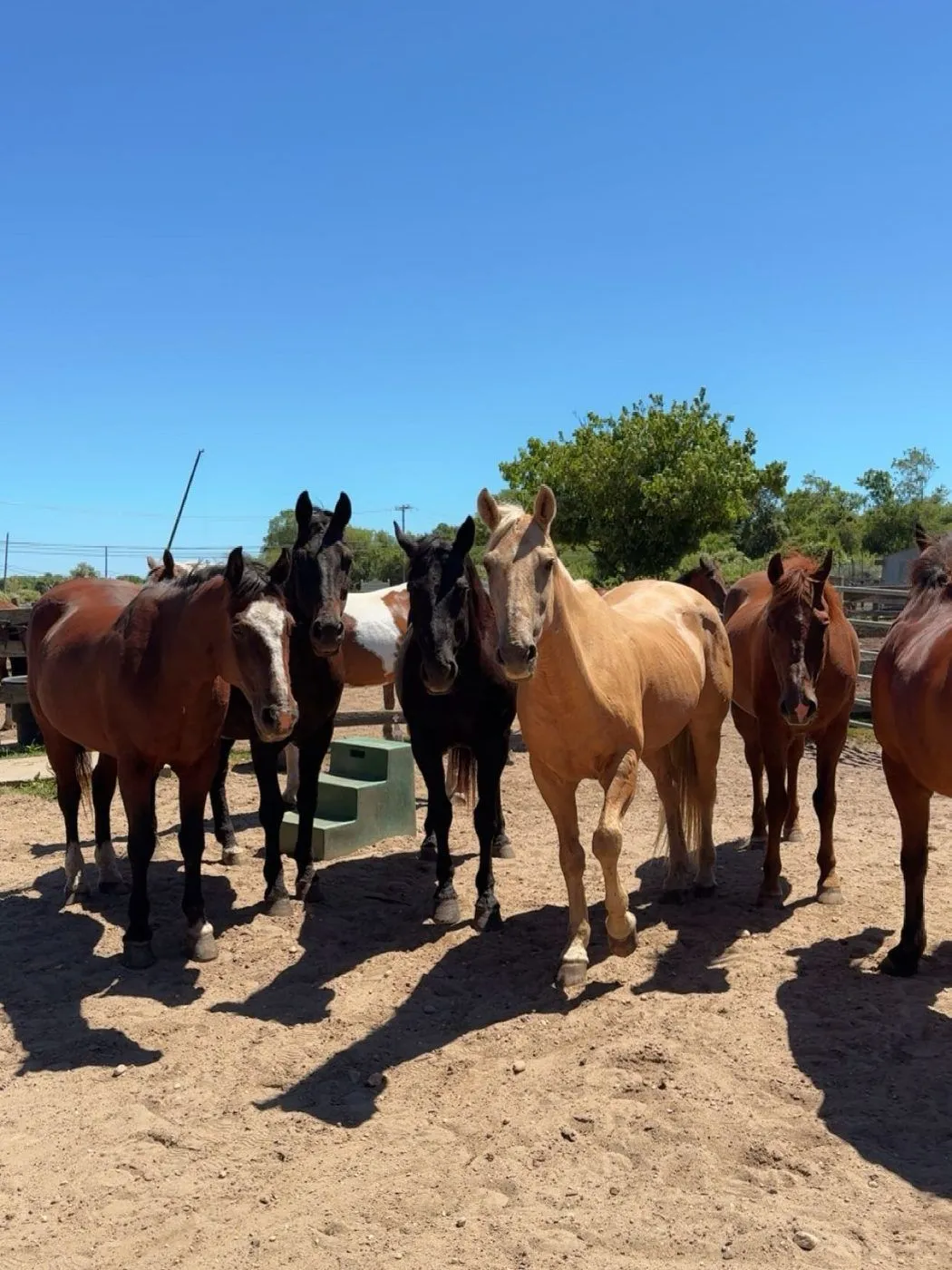The herd tacked up in the sun