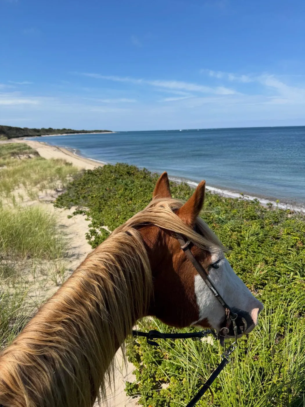 A horse above the dunes and the sea