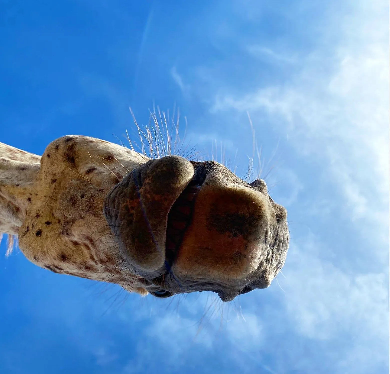 An Appaloosa nose against a blue sky