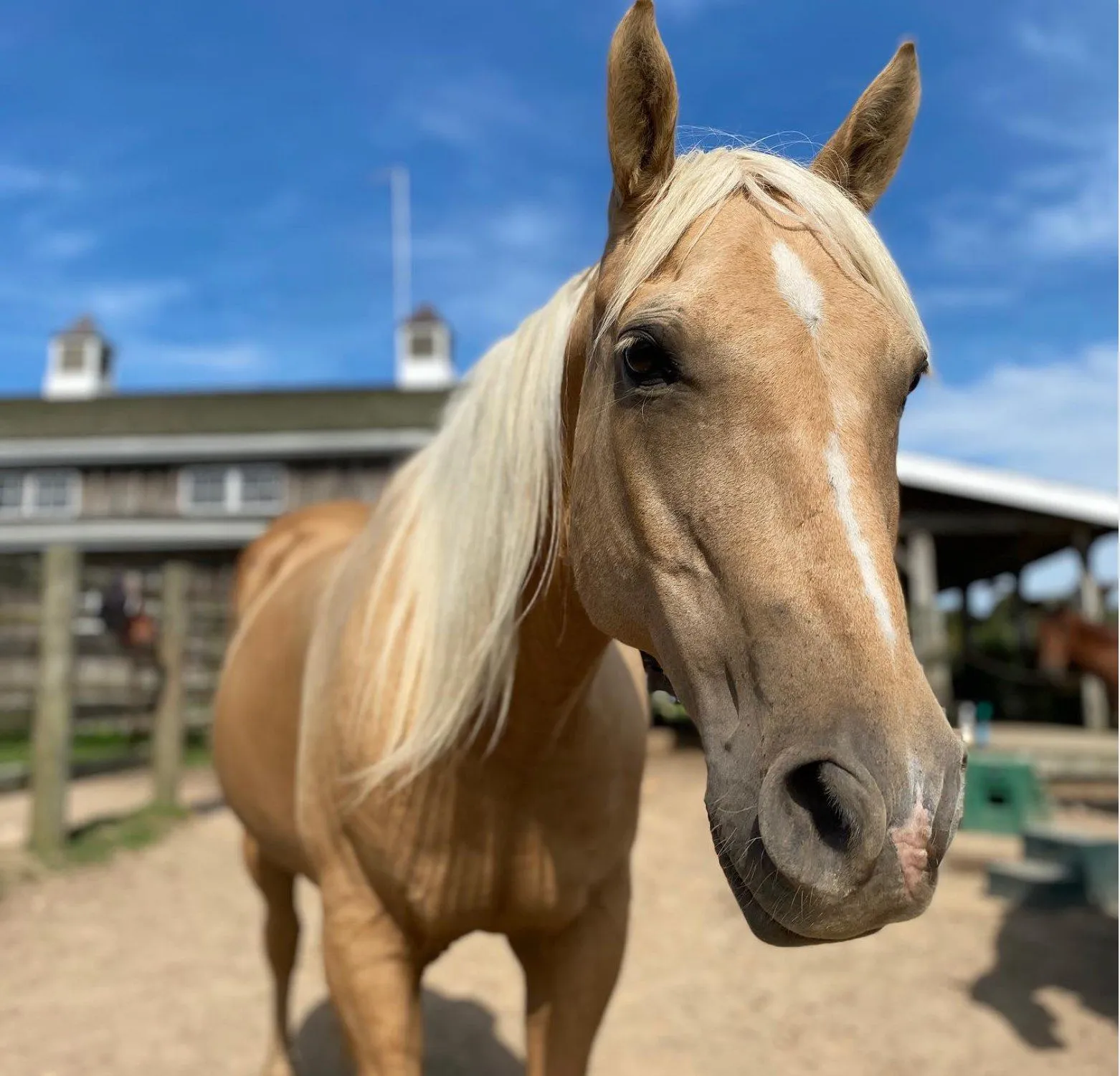 A palomino in front of the barn