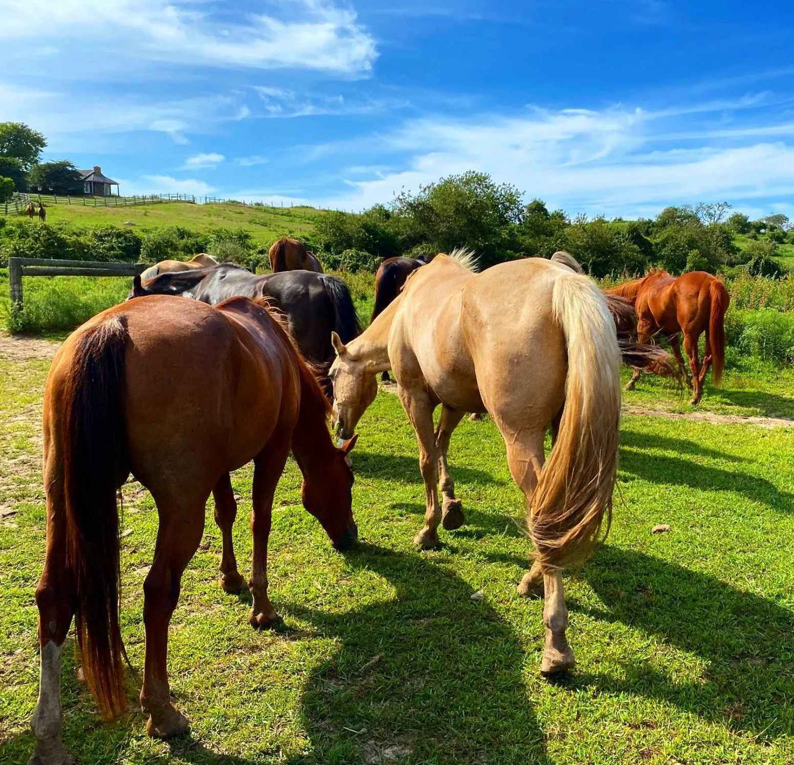 The herd grazing below Third House