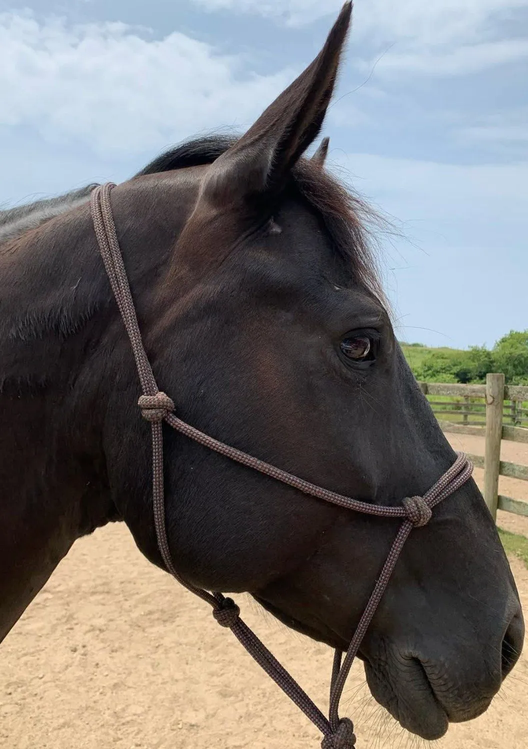 A black horse in a rope halter