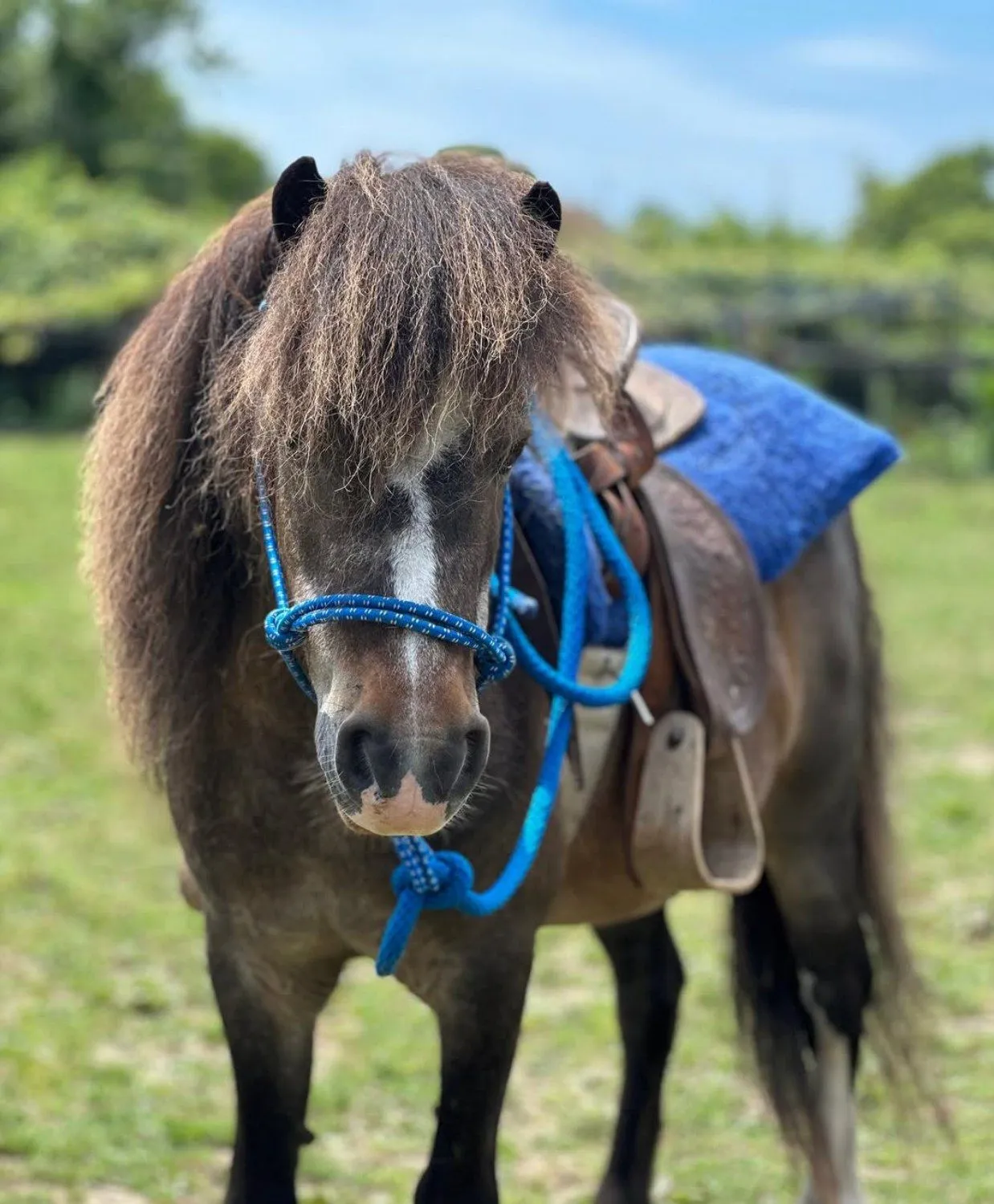 A mini pony in a blue halter