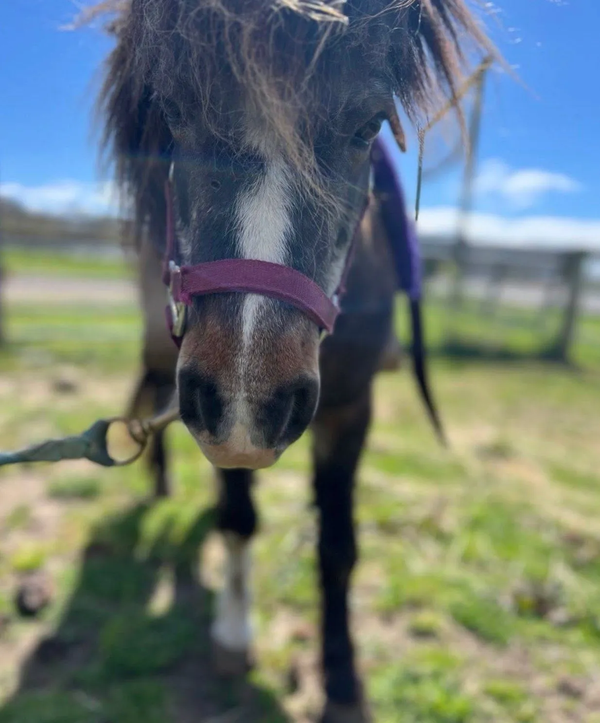 A mini pony in a purple halter