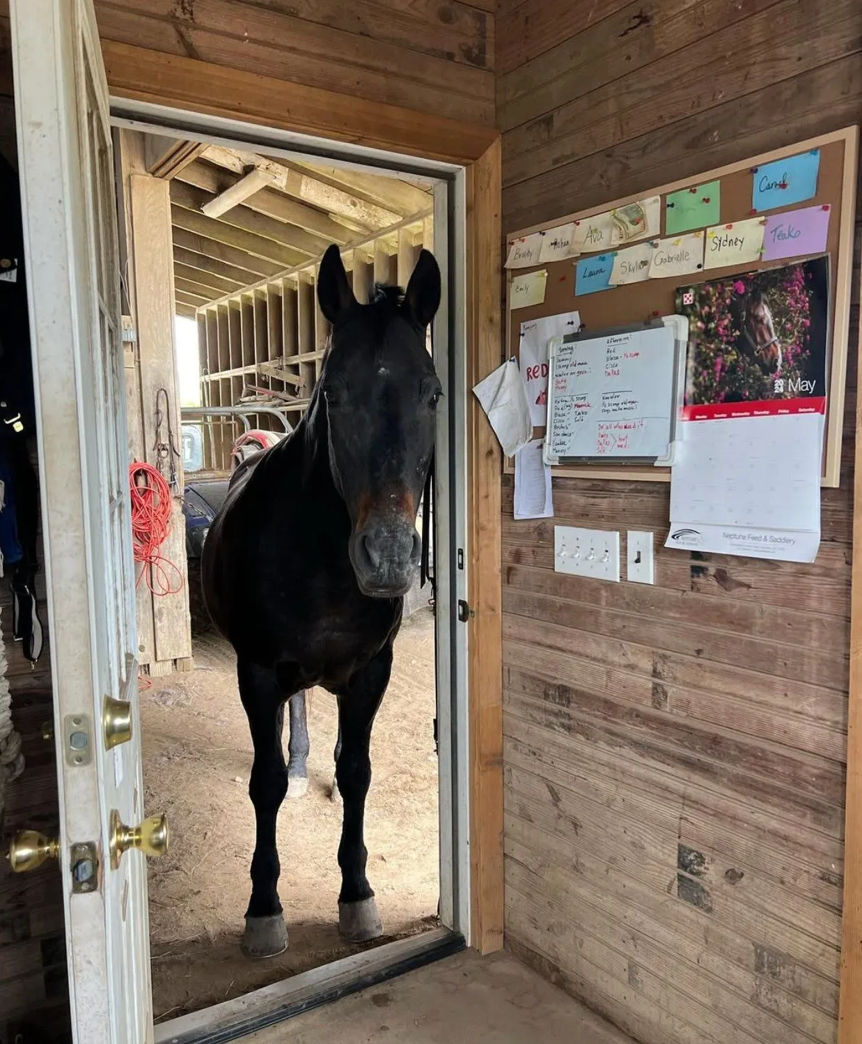 A black horse in the office doorway