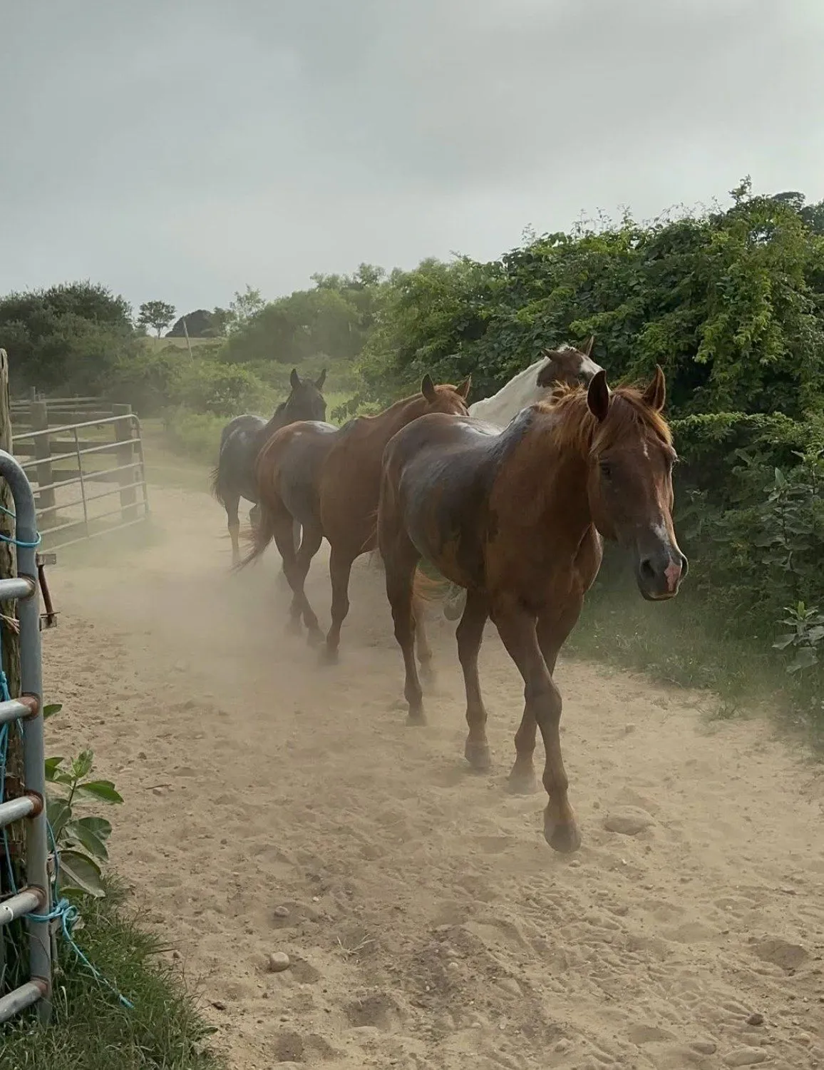 The herd coming in through the dust